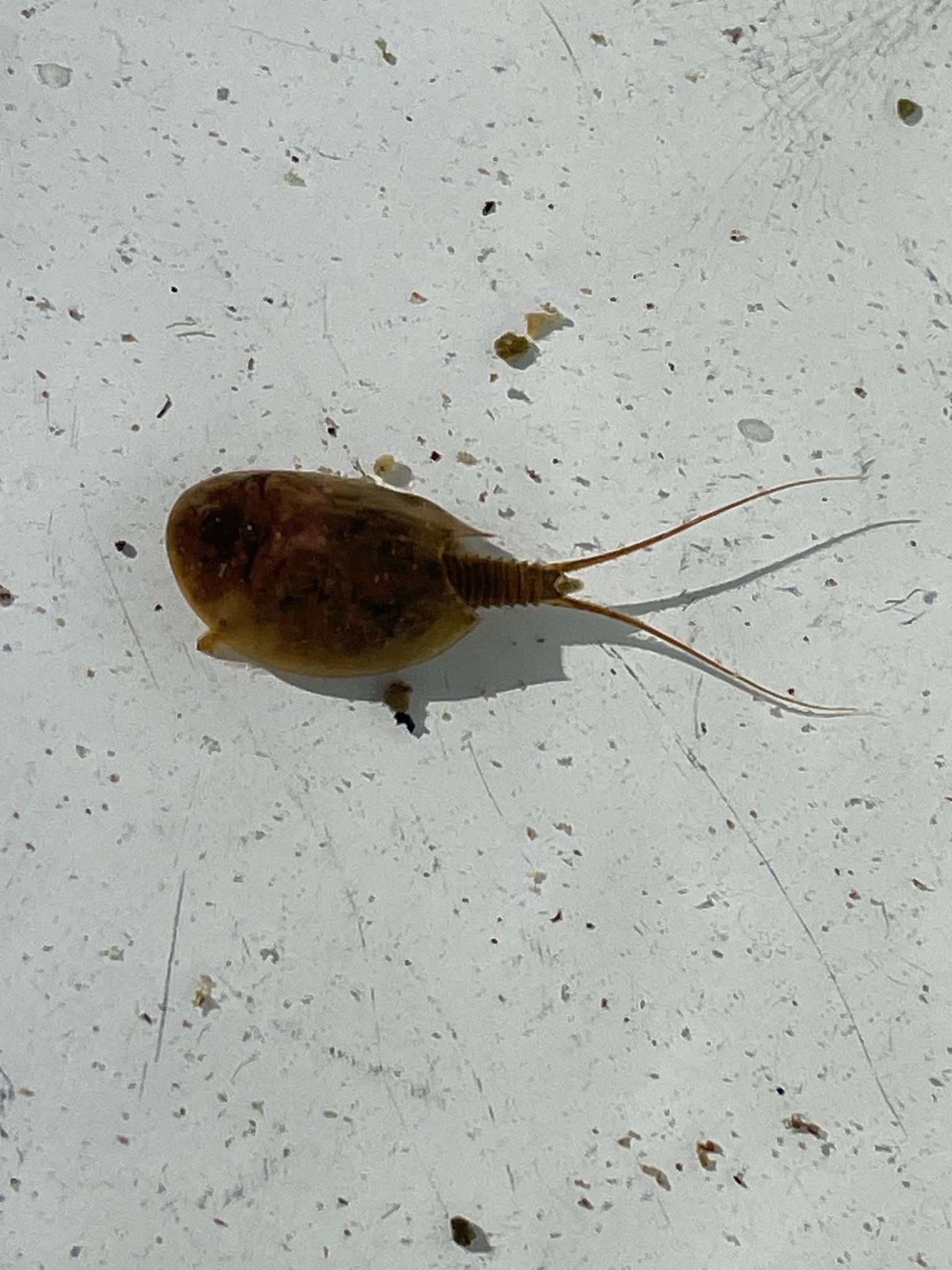 Lepidurus arcticus (Pallas, 1793)
