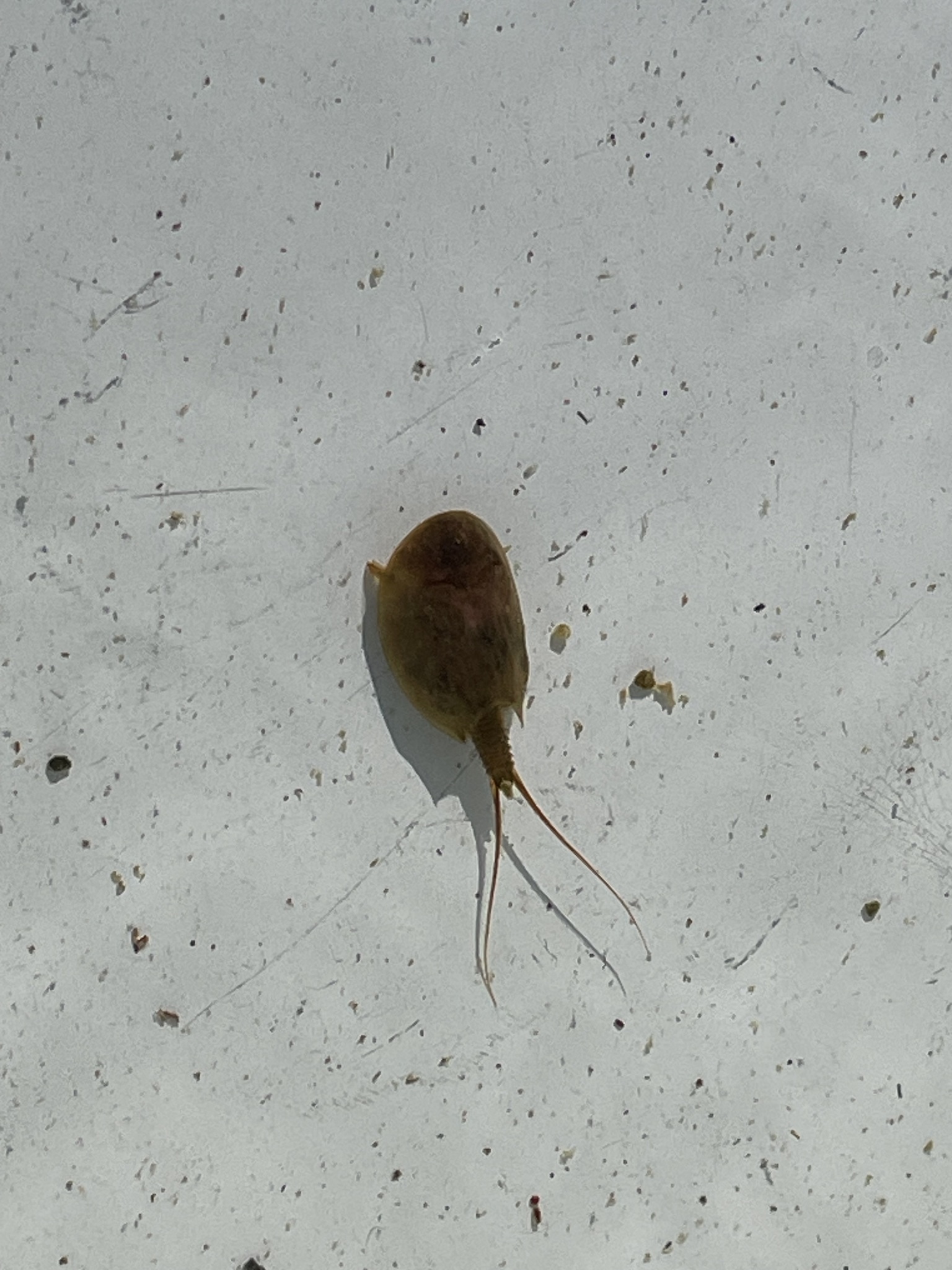 Lepidurus arcticus (Pallas, 1793)