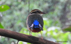 Pitta brachyura