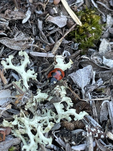 Gleaming Lady Beetle