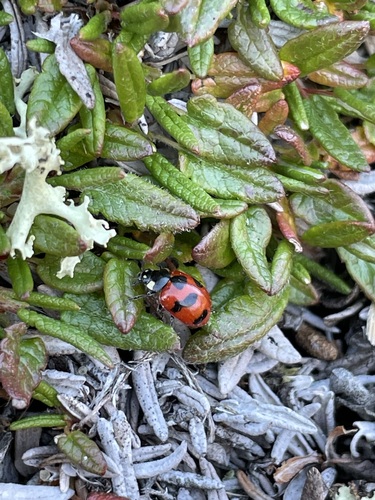 Gleaming Lady Beetle