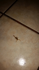 Centruroides sculpturatus