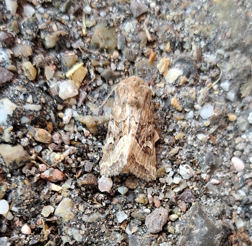 Luperina dumerilii