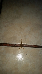 Centruroides sculpturatus