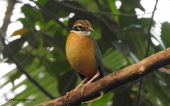 Pitta brachyura