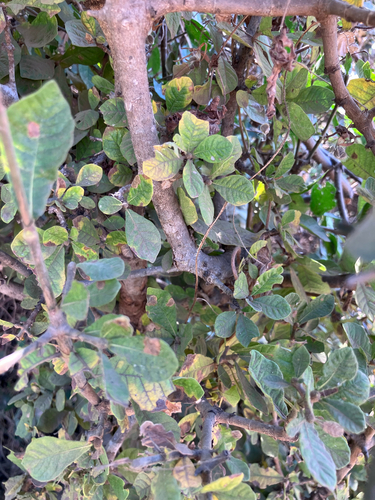 Gummy Gardenia (Gardenia resiniflua)