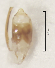 Stenoscelis hylastoides