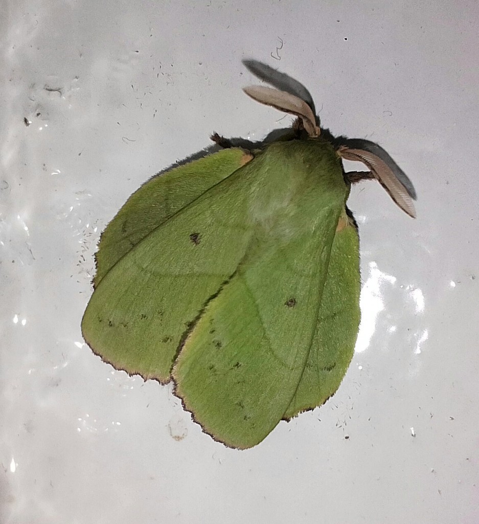Trabala pinratanai