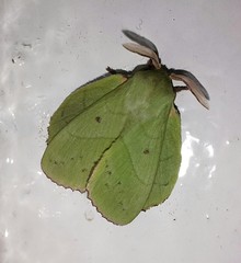 Trabala pinratanai