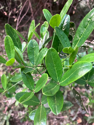 cucumberbush (Thilachium africanum)