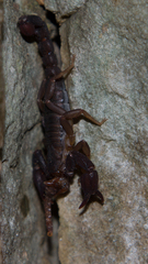 Pseudouroctonus reddelli