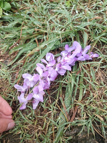 Chinese wisteria