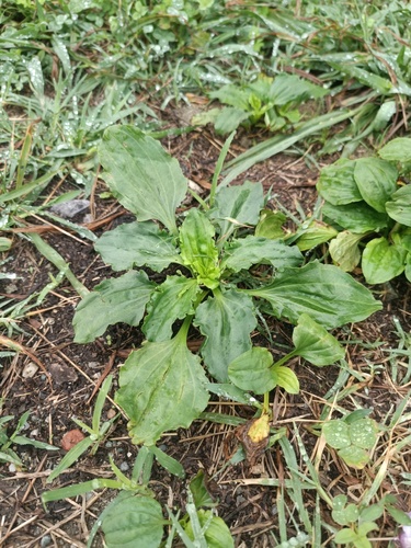 greater plantain
