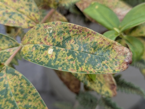Melampsora androsaemi