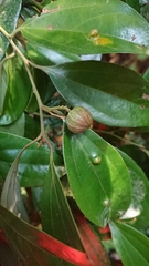 Cryptocarya chinensis