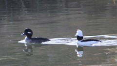 Bucephala albeola