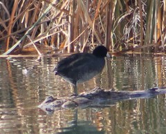 Fulica americana