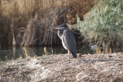 Ardea herodias