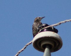 Sturnus vulgaris