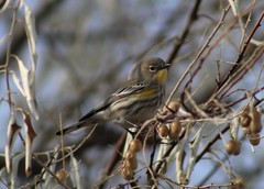 Setophaga coronata