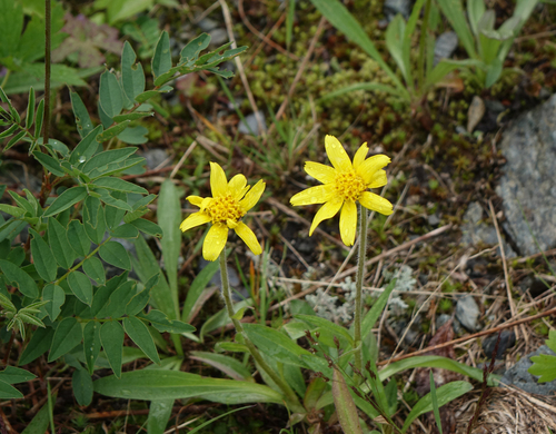 Narrowleaf Arnica (Arnica angustifolia)