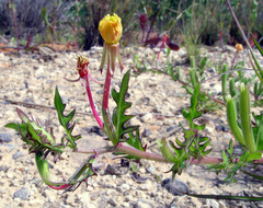 Oenothera laciniata