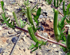 Oenothera laciniata