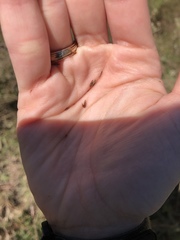 Rhynchospora glomerata