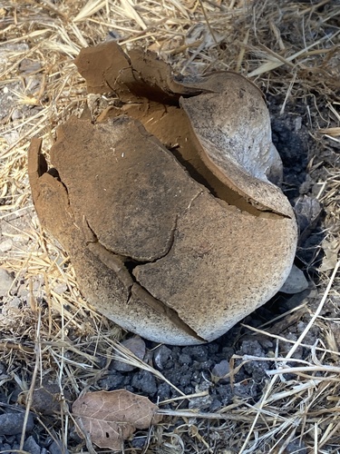 iNaturalist observation photo of Elephant-skin Puffball