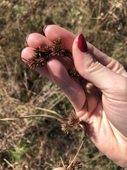 Rhynchospora glomerata