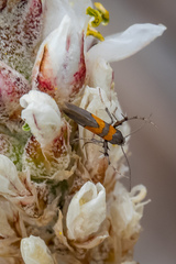 Aetole unipunctella