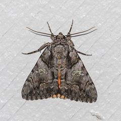 Catocala verrilliana