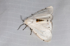 Estigmene albida