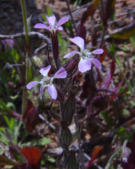 Silene gallica