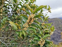 Aphloia theiformis