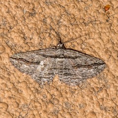 Hemimorina dissociata