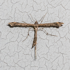 Michaelophorus indentatus