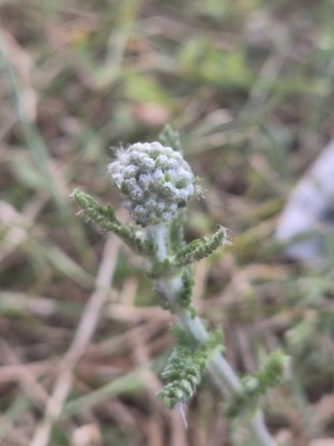 Hungarian yarrow (Achillea pannonica)