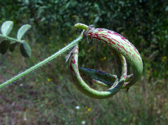Astragalus annularis
