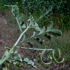 Astragalus annularis