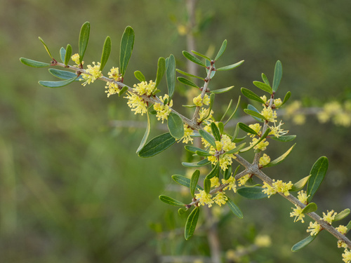 Forestiera segregata var. pinetorum