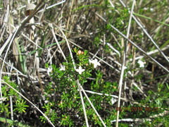 Arcytophyllum thymifolium
