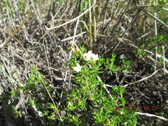 Arcytophyllum thymifolium
