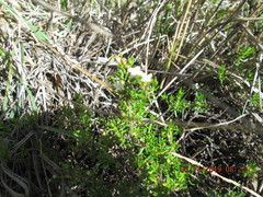 Arcytophyllum thymifolium