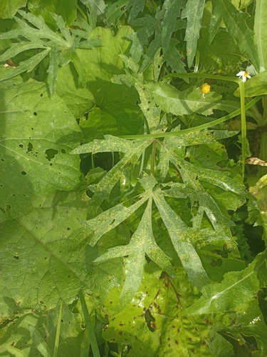 Siberian hogweed