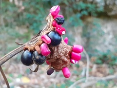 Paeonia mascula