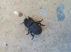 Trigonopus