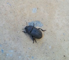 Trigonopus