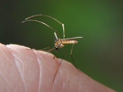 Sabethes chloropterus