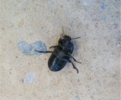Trigonopus